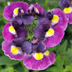 Nemesia Evening Dusk
